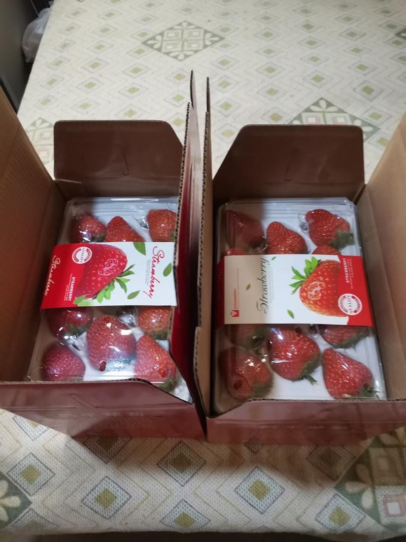 头茬草莓