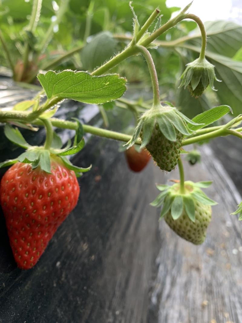 头茬草莓