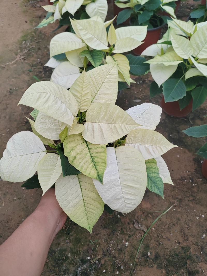 一品红，圣诞红，5寸盆，150A级，红色，粉色，黄色。