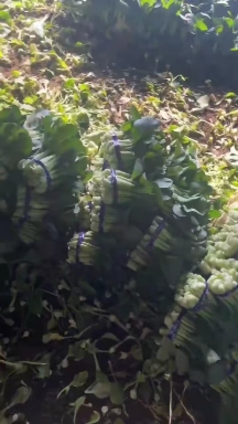 辽宁产地油菜大量上市