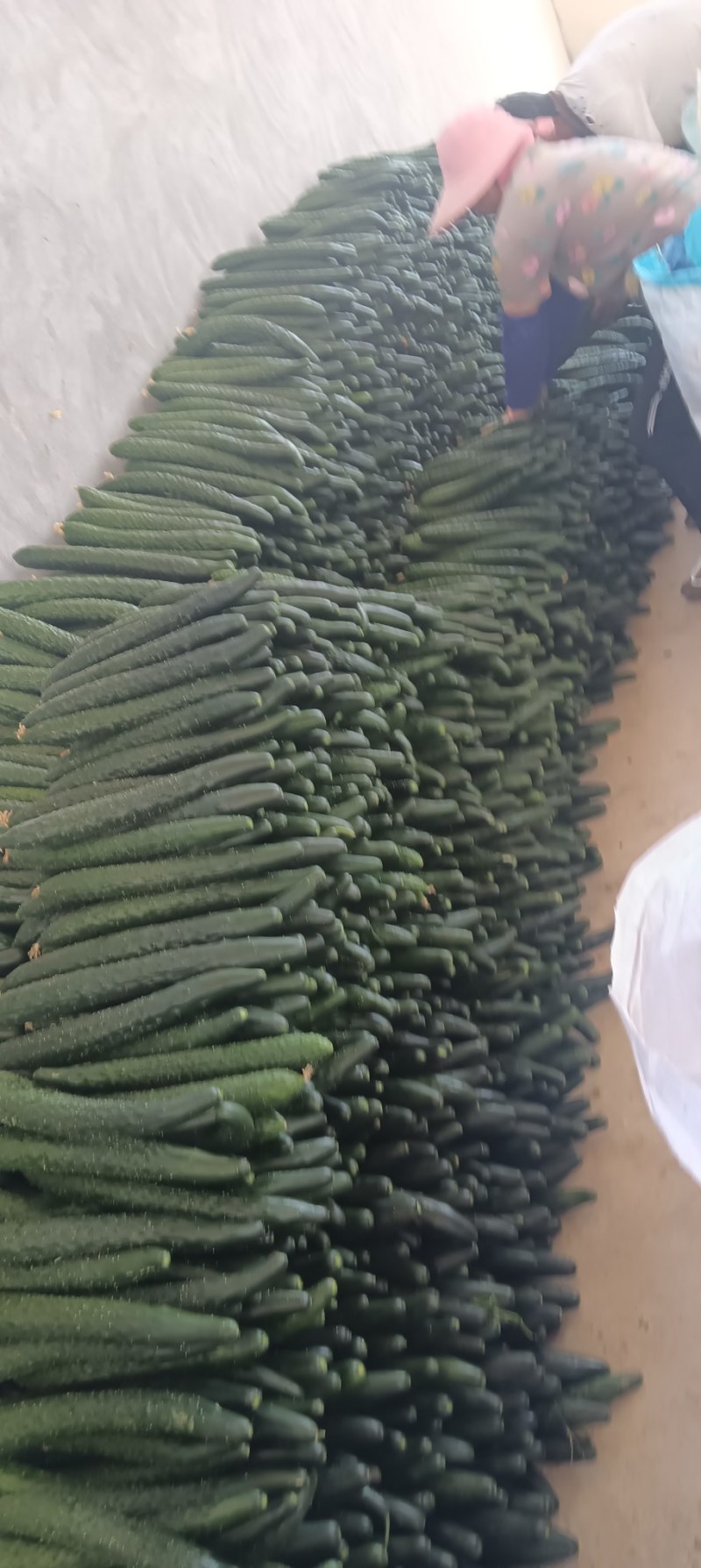 云南精品密刺黄瓜工厂货食堂电商商超一件代发社区团购30吨