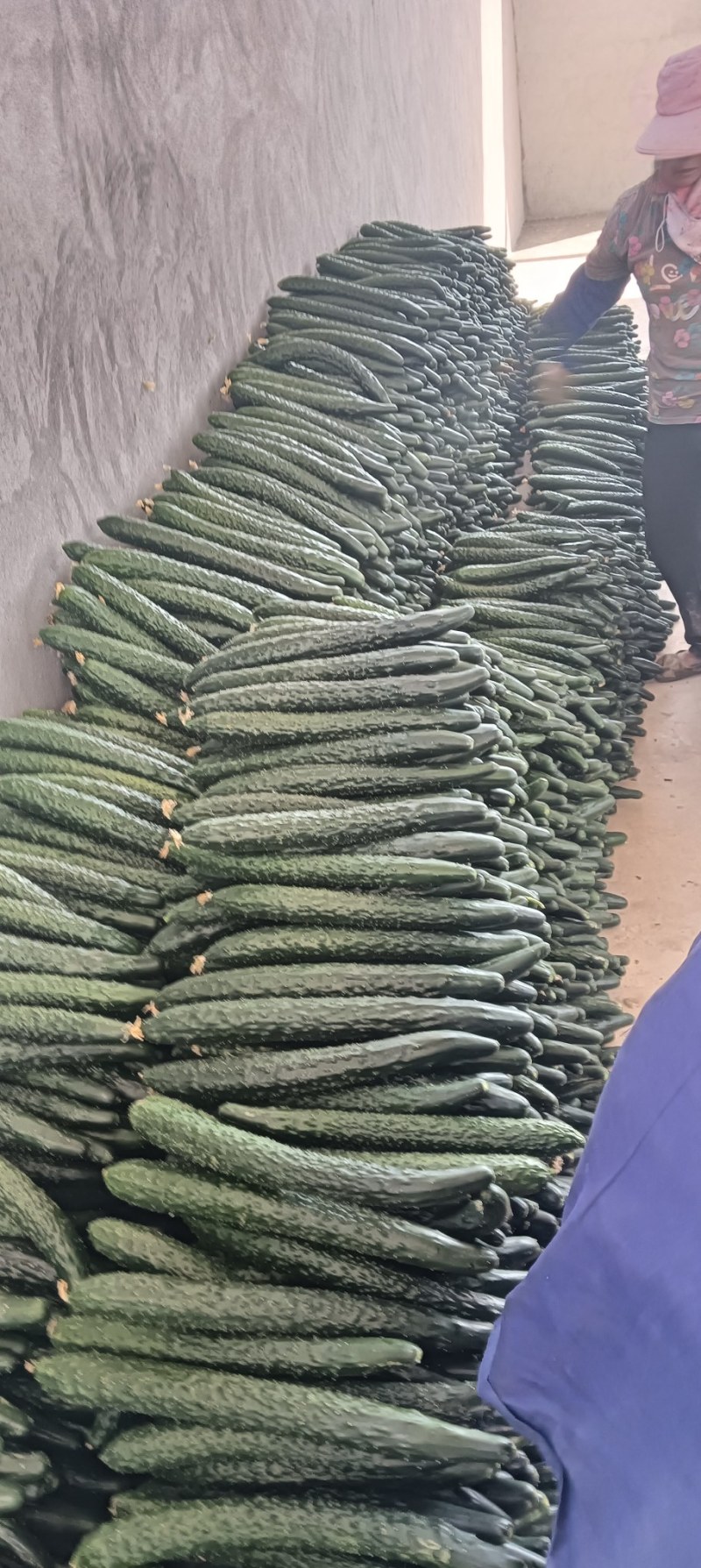 云南精品密刺黄瓜工厂货食堂电商商超一件代发社区团购30吨