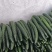 云南精品密刺黄瓜工厂货食堂电商商超一件代发社区团购30吨