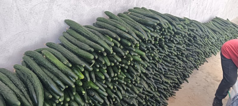 云南精品密刺黄瓜工厂货食堂电商商超一件代发社区团购30吨