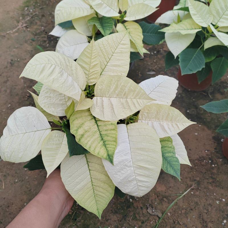 一品红，圣诞红，5寸盆，150A级，红色，粉色，黄色。