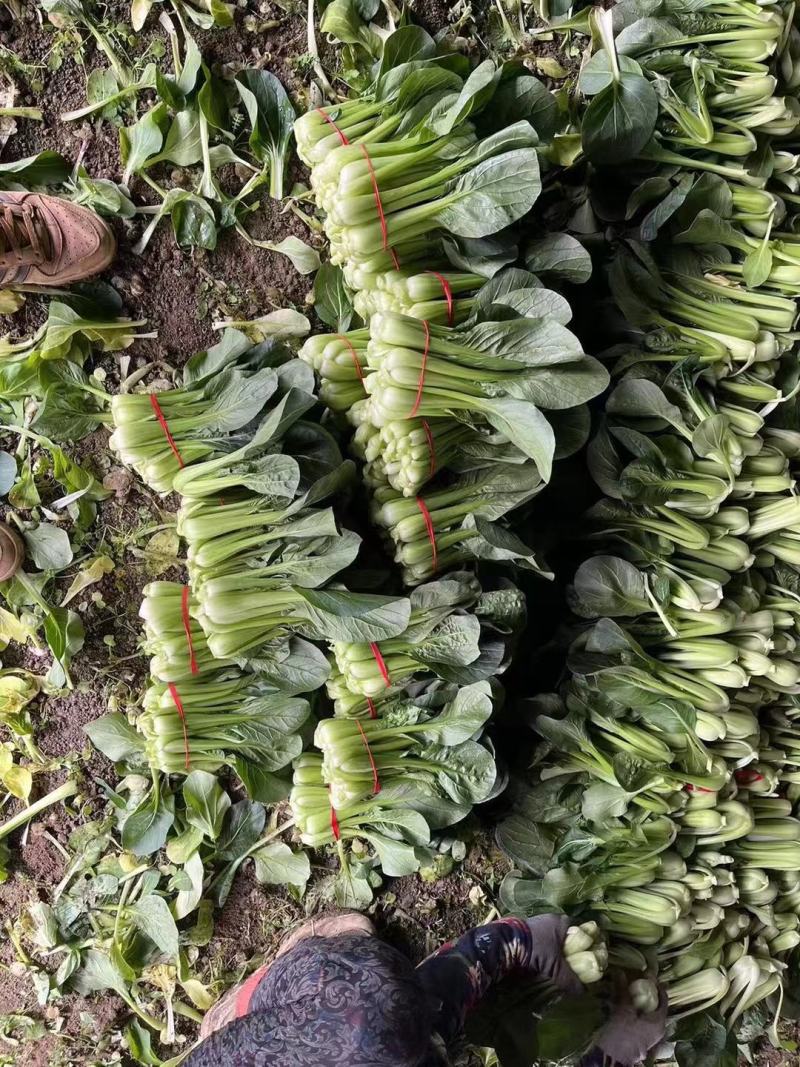 辽宁产地油菜大量上市
