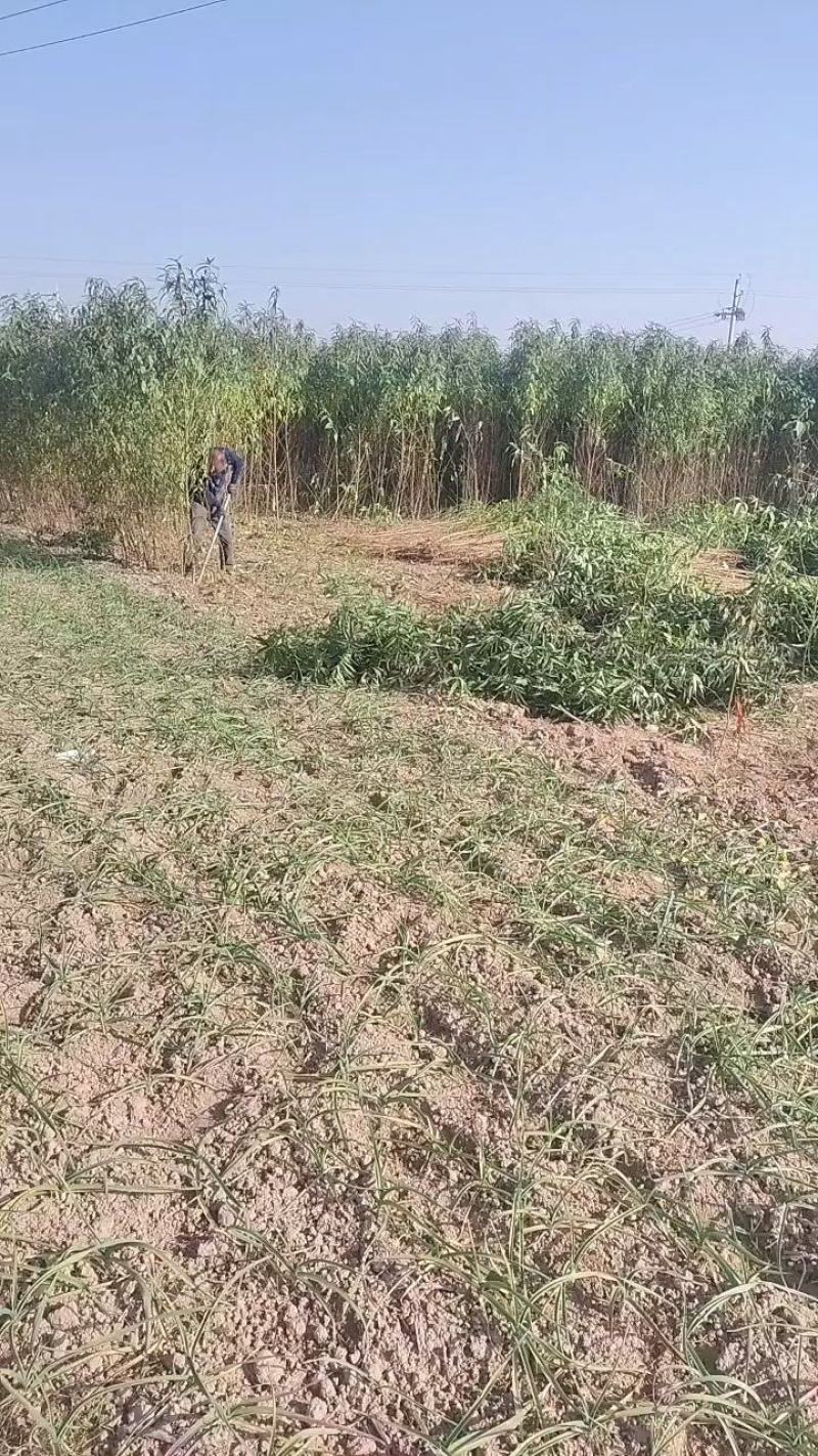 毛桃苗批发批发各种桃苗。规格齐全，0.5一，两公分，通货