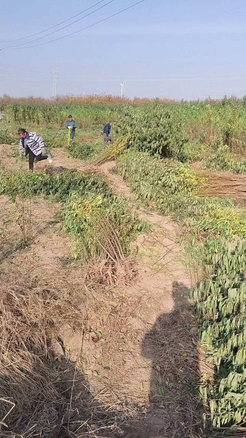 毛桃苗批发批发各种桃苗。规格齐全，0.5一，两公分，通货