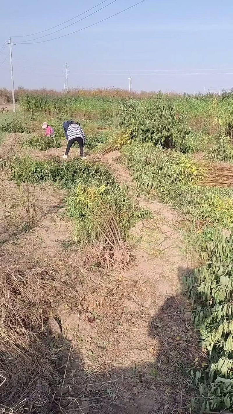 毛桃苗批发批发各种桃苗。规格齐全，0.5一，两公分，通货
