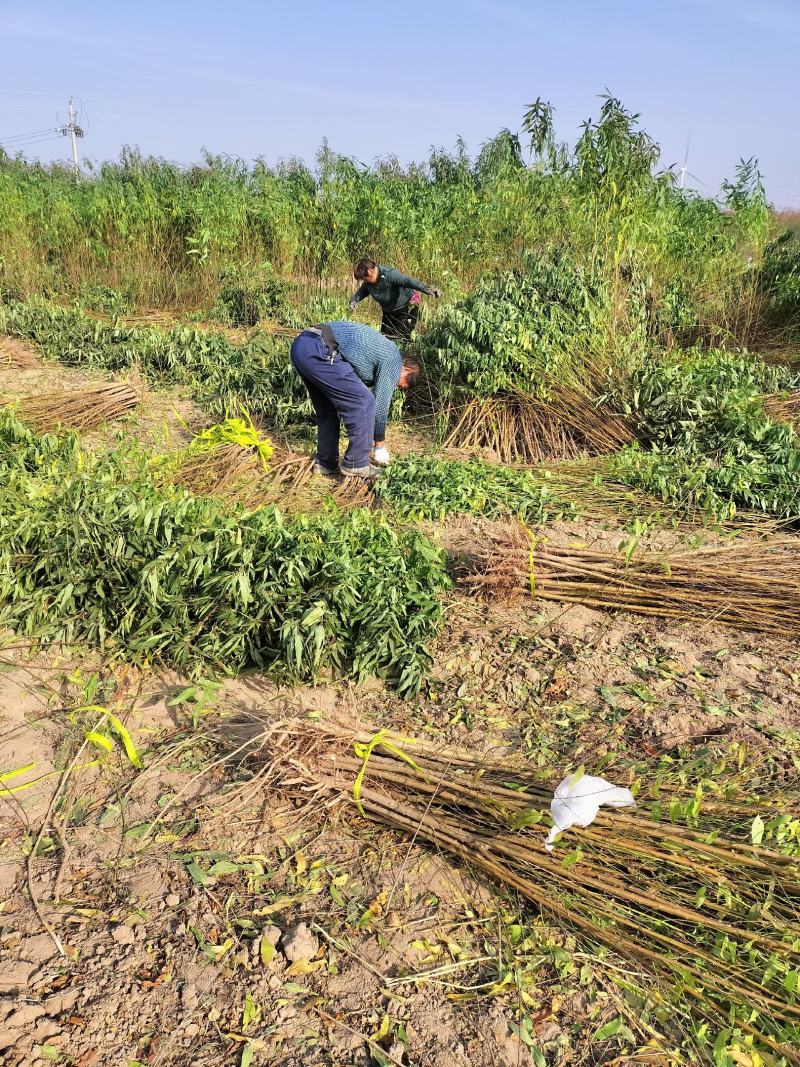 毛桃苗批发批发各种桃苗。规格齐全，0.5一，两公分，通货