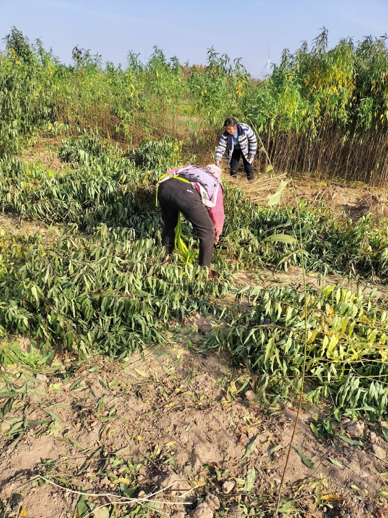 毛桃苗批发批发各种桃苗。规格齐全，0.5一，两公分，通货
