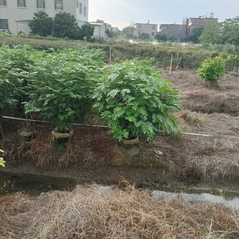 大量红绒球出售