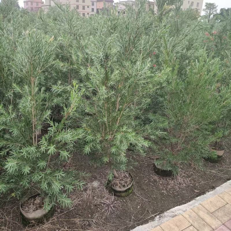美花红千层