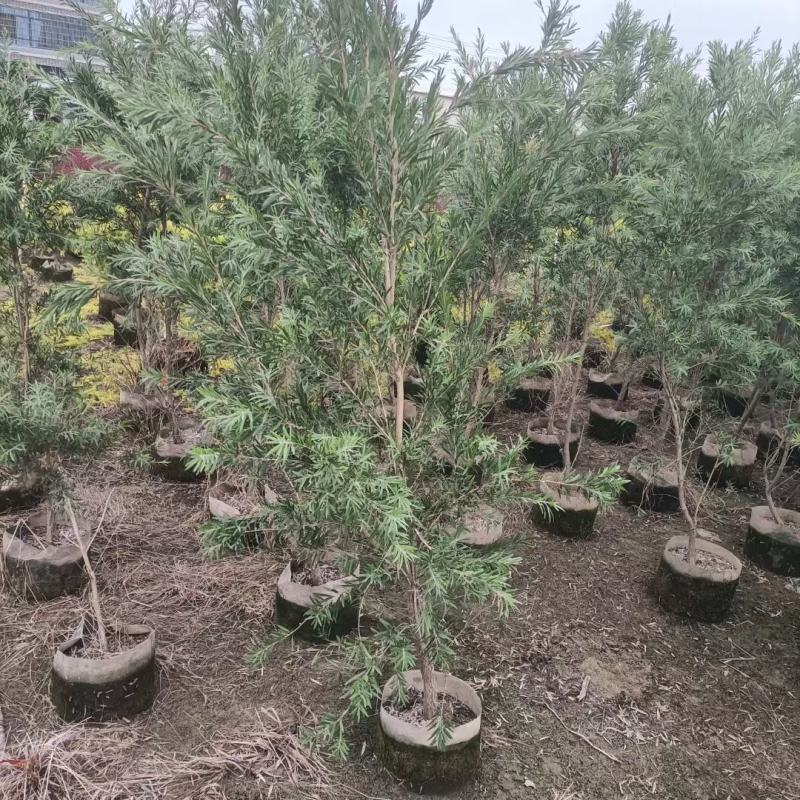美花红千层