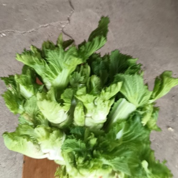 儿菜