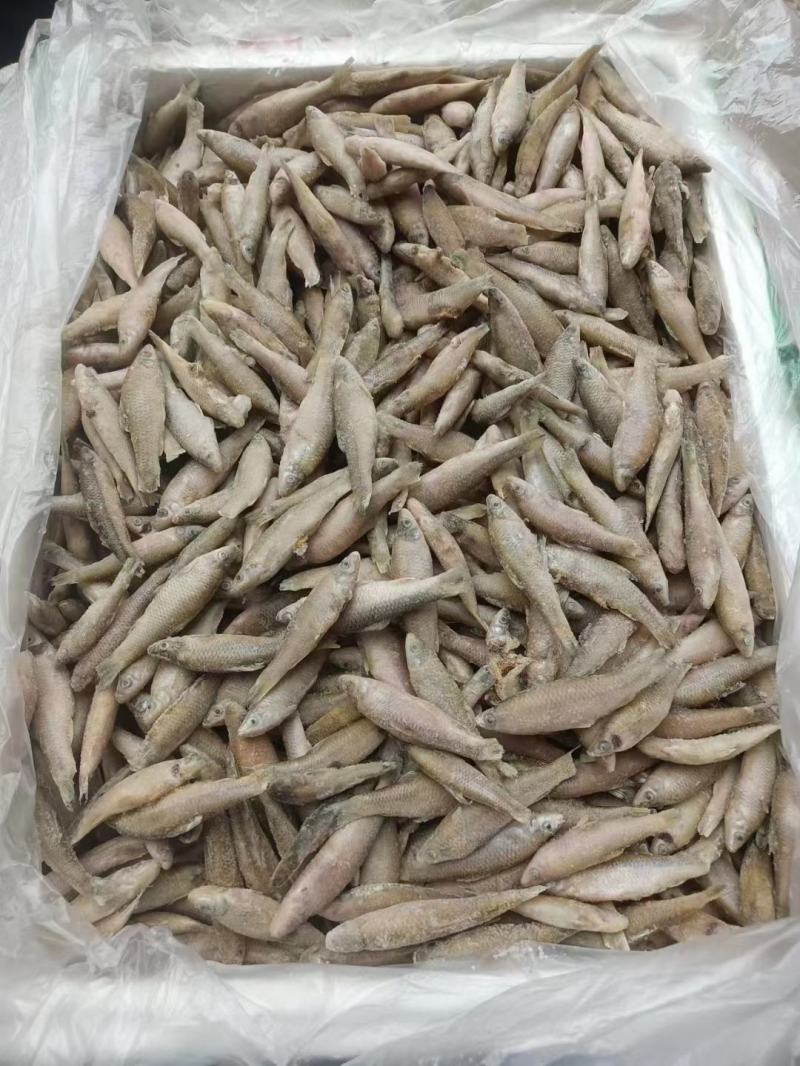 一手货源大量供应单冻麦穗鱼嫩仔鱼7/9规格无杂质