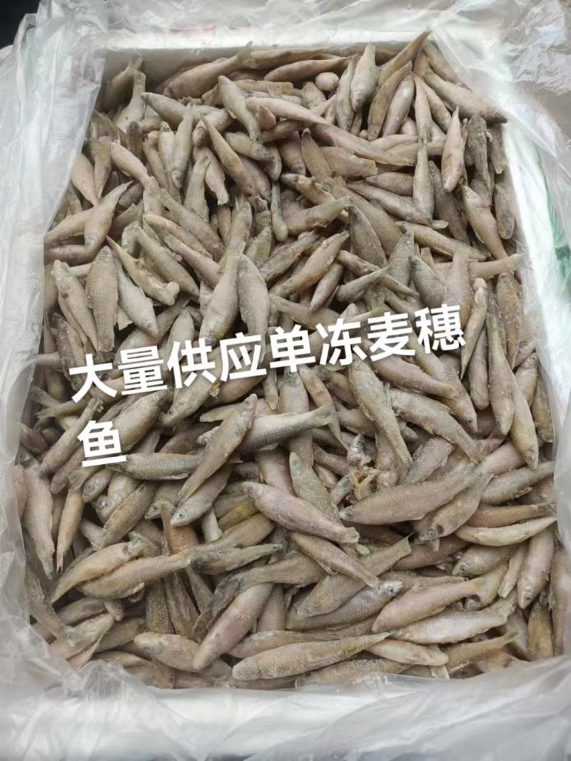 一手货源大量供应单冻麦穗鱼嫩仔鱼7/9规格无杂质