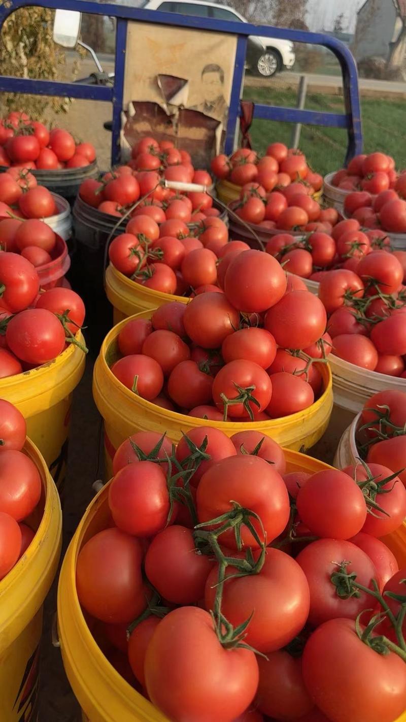西红柿硬粉西红柿产地发货，纯沙瓤果形圆，实心，一条龙服务