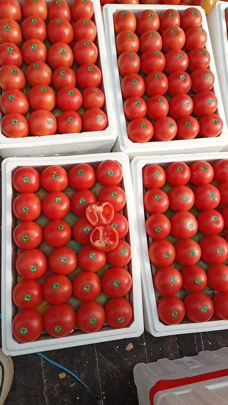 西红柿硬粉西红柿产地发货，纯沙瓤果形圆，实心，一条龙服务