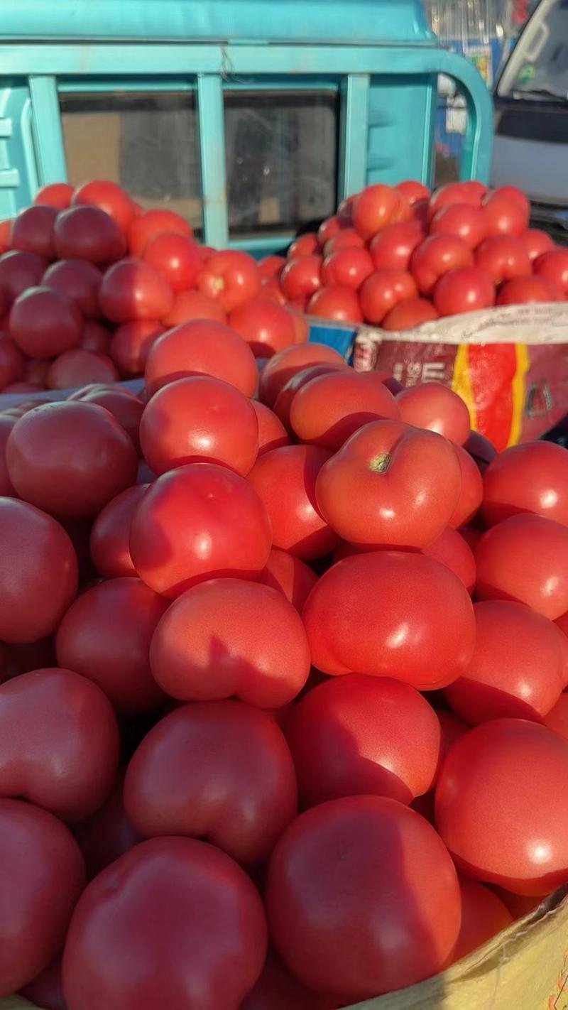山东硬粉西红柿，产地现摘对接市场电商，团购，可代发货各地