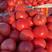 山东硬粉西红柿，产地现摘对接市场电商，团购，可代发货各地