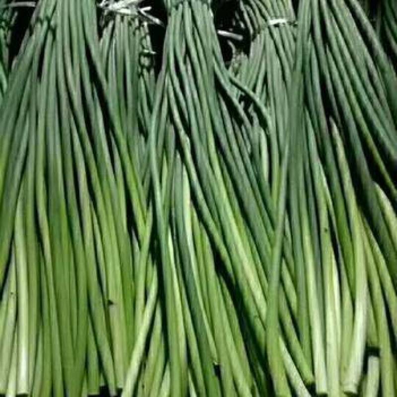 白帽蒜苔收货储存冷库出租代收发市场精品加工