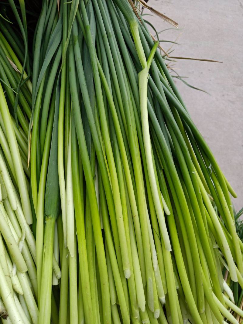 白帽蒜苔收货储存冷库出租代收发市场精品加工