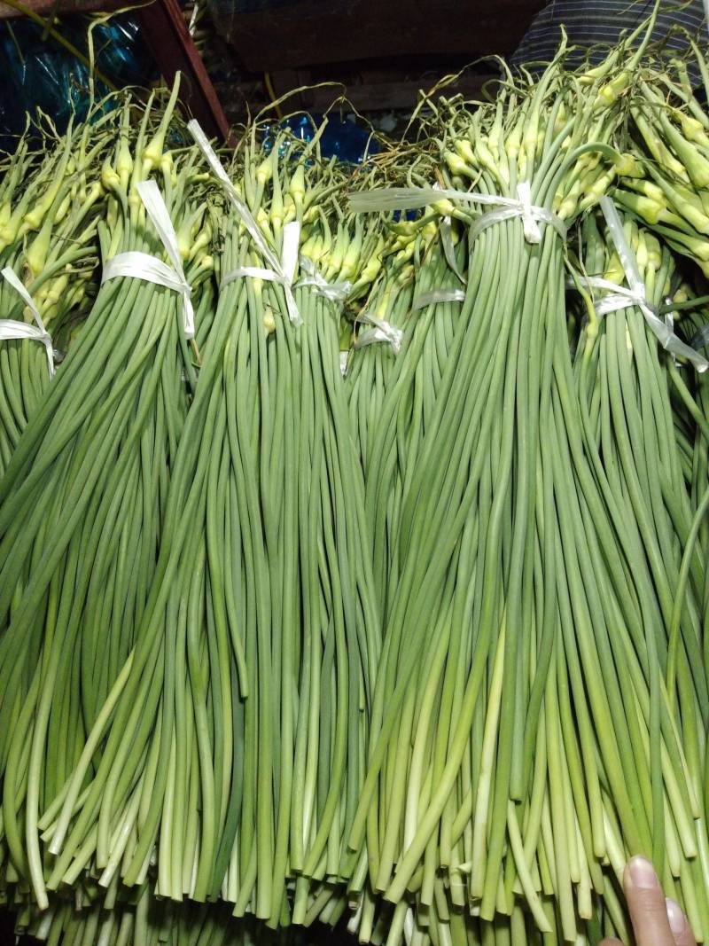 白帽蒜苔收货储存冷库出租代收发市场精品加工