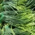 白帽蒜苔收货储存冷库出租代收发市场精品加工