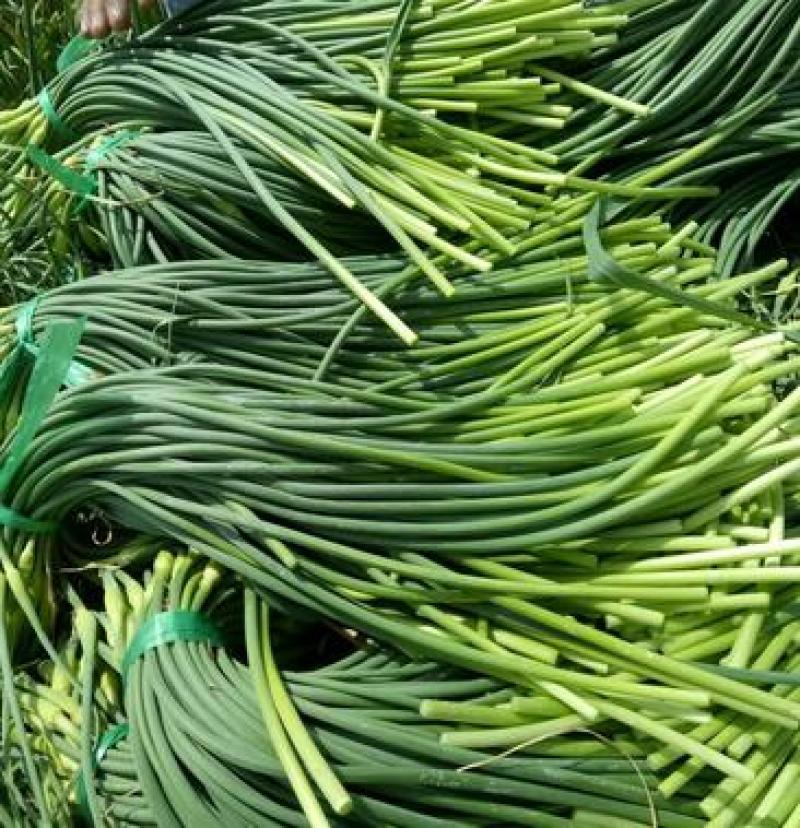 白帽蒜苔收货储存冷库出租代收发市场精品加工
