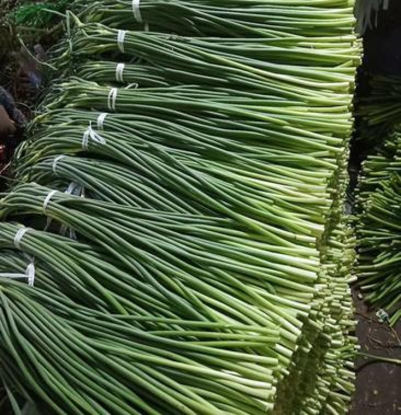 白帽蒜苔收货储存冷库出租代收发市场精品加工