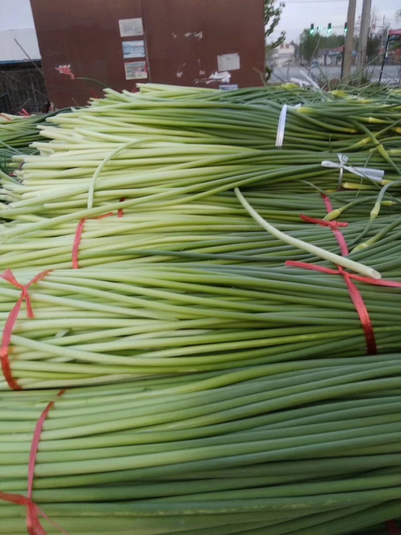白帽蒜苔收货储存冷库出租代收发市场精品加工