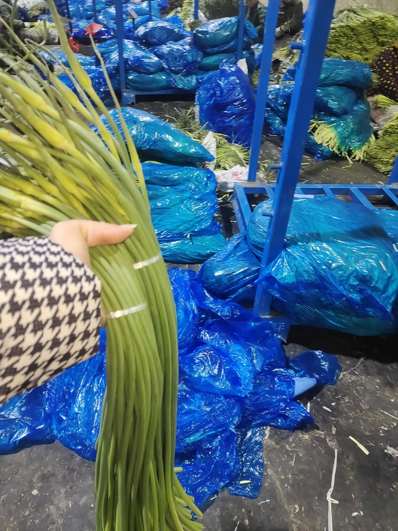 白帽蒜苔收货储存冷库出租代收发市场精品加工