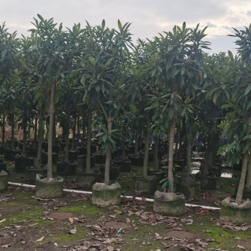 大量枇杷树出售