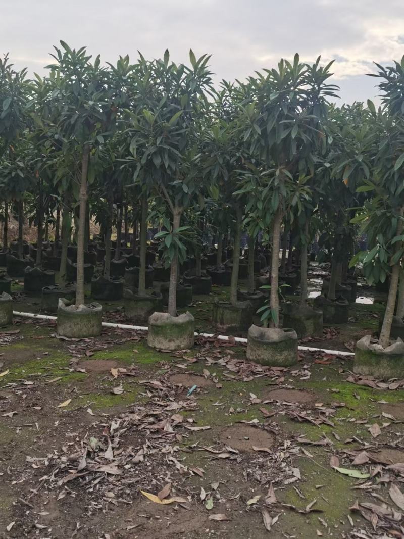 大量枇杷树出售