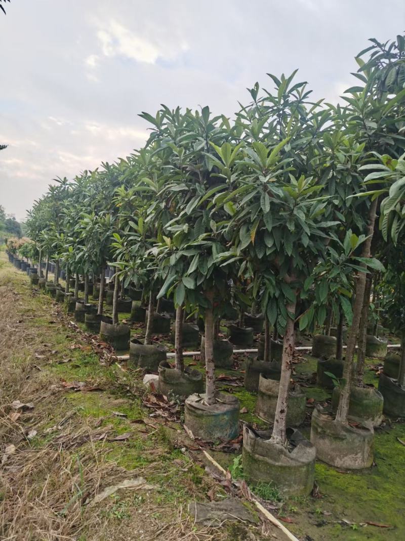 大量枇杷树出售
