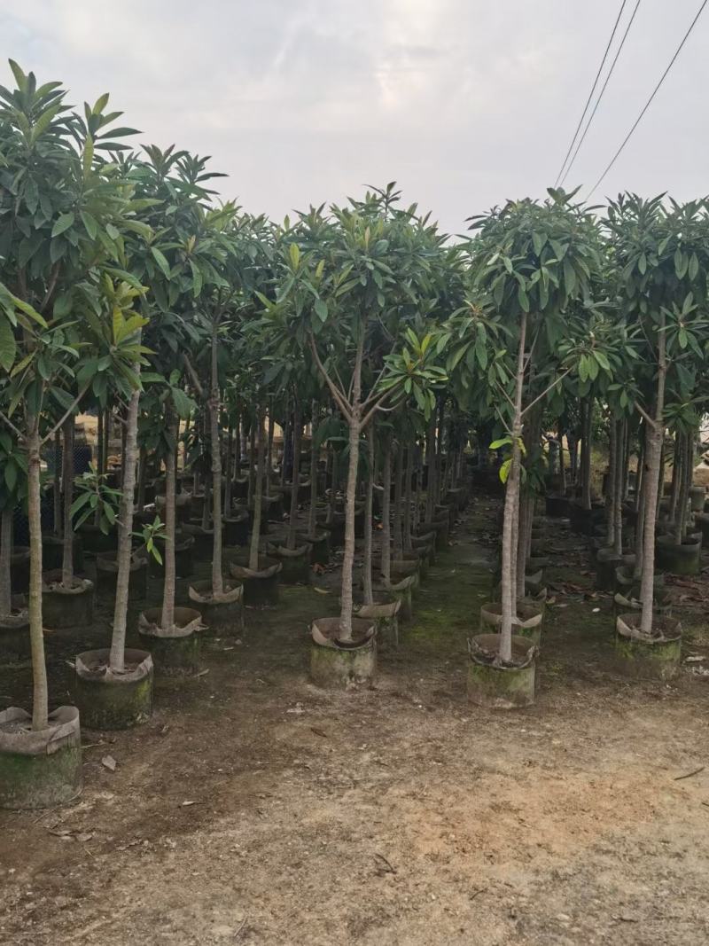 大量枇杷树出售
