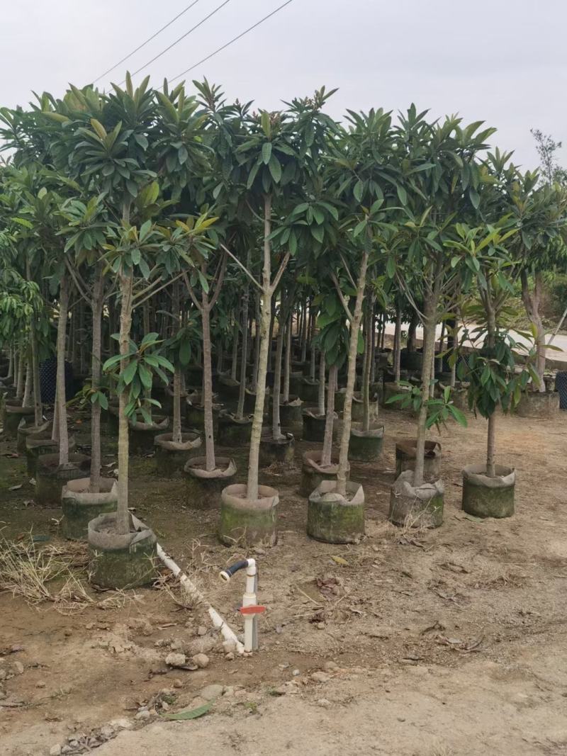 大量枇杷树出售