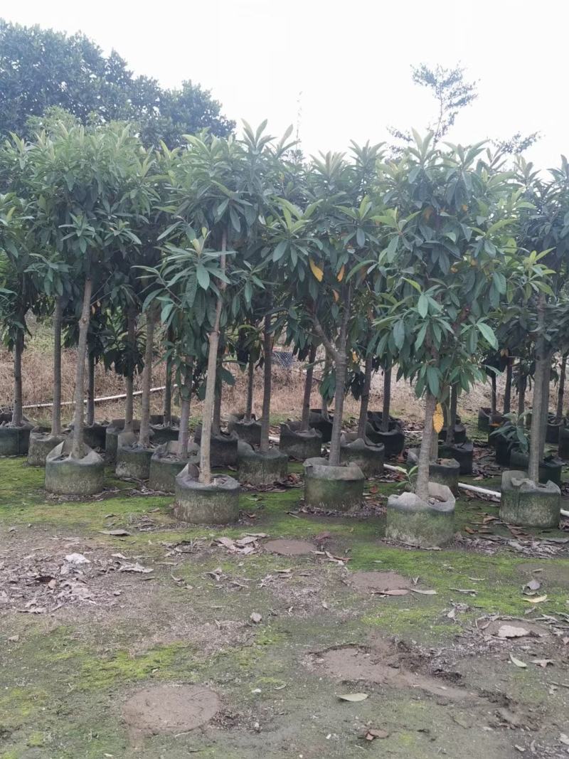 大量枇杷树出售