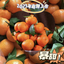 正宗广西砂糖橘大量有货纯甜无酸品质保证量大从优