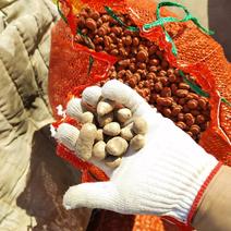 白玉山药豆，可种植糖葫芦超市供应
