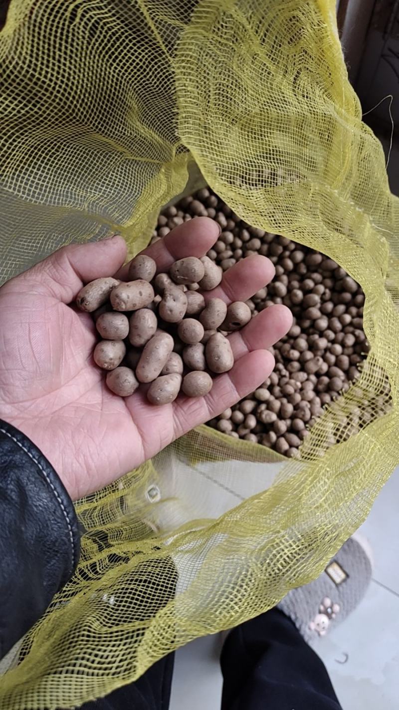 白玉山药豆，可种植糖葫芦超市供应山药豆批发精品山药豆无坏