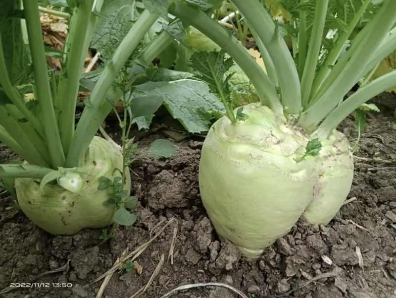 精品芥菜头芥菜疙瘩产地直发大量供货欢迎咨询