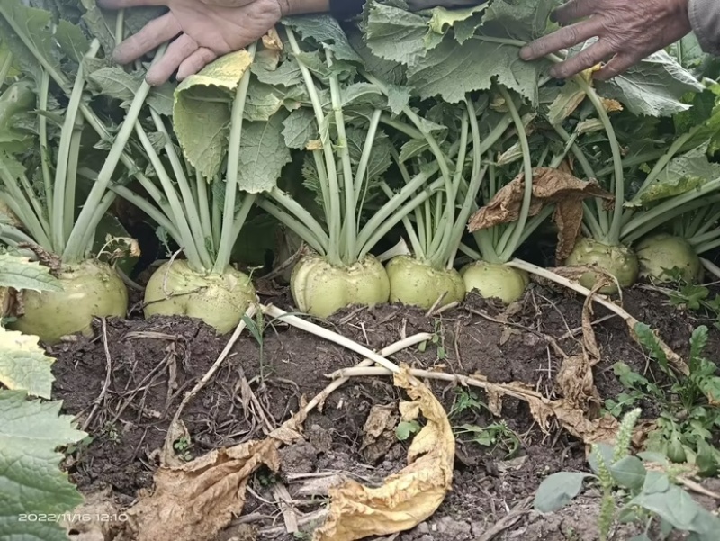 精品芥菜头芥菜疙瘩产地直发大量供货欢迎咨询