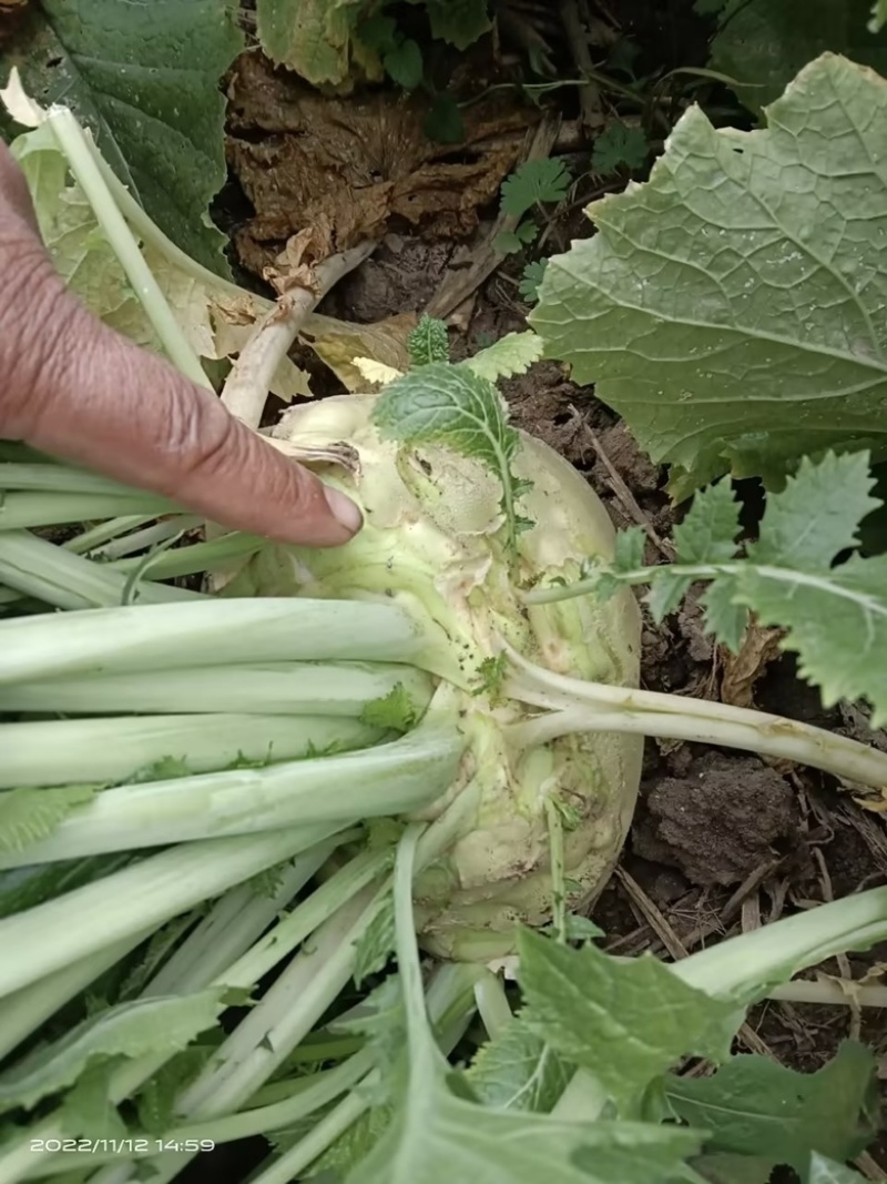 精品芥菜头芥菜疙瘩产地直发大量供货欢迎咨询