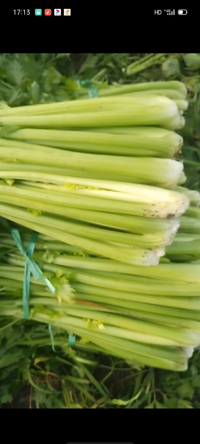 西芹