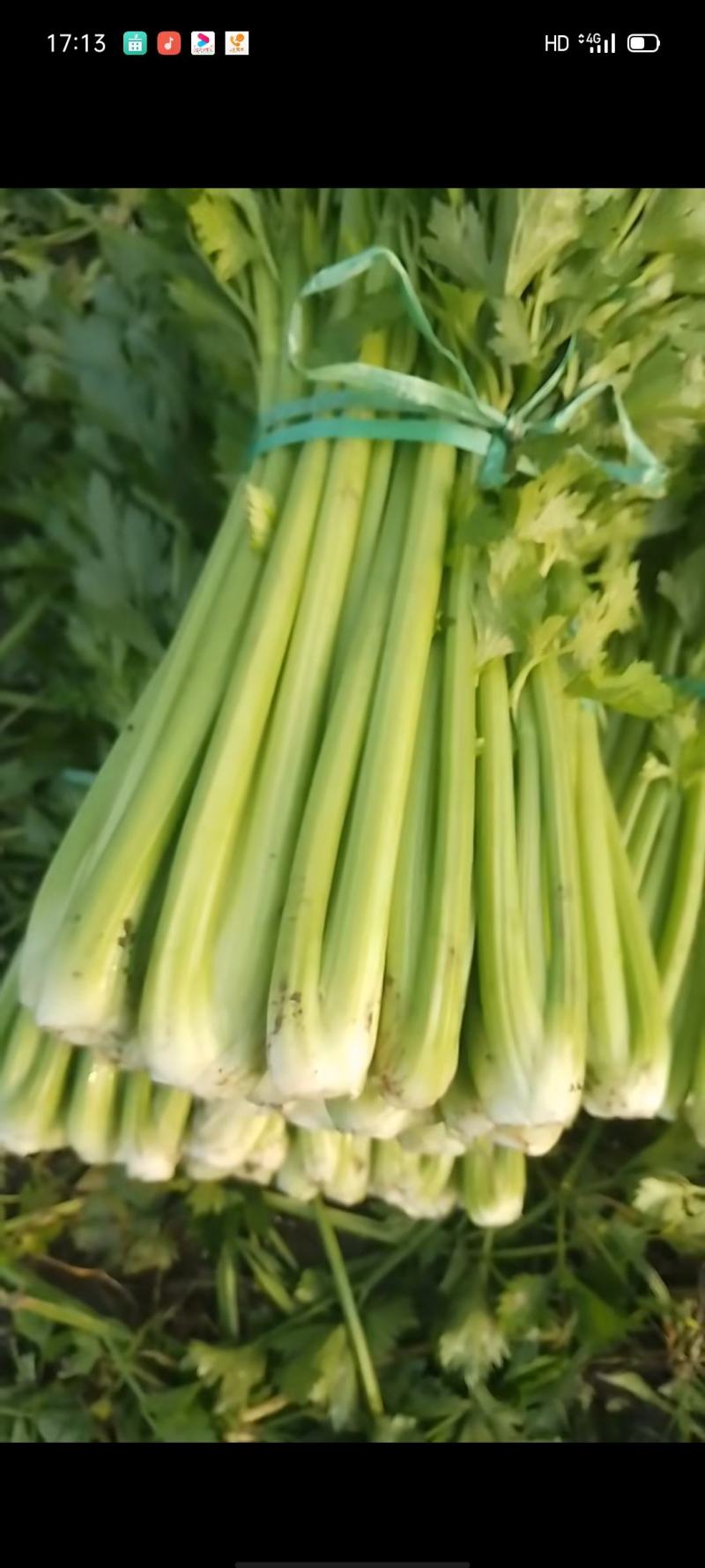 西芹
