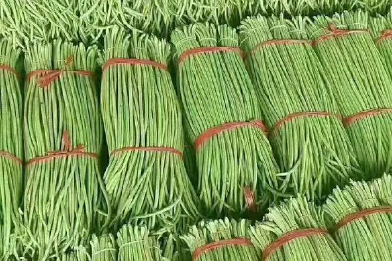 【青条豆角】广东徐闻豆角条形直质量保证价格实惠产地看货电联