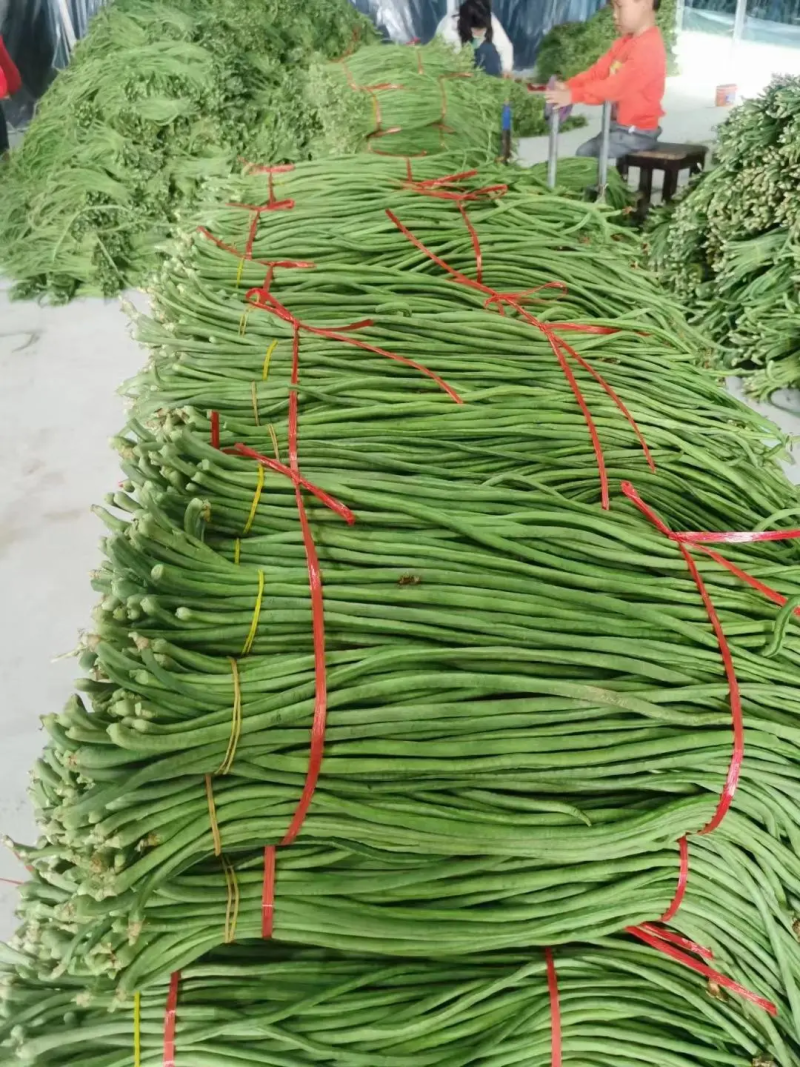 【青条豆角】广东徐闻豆角条形直质量保证价格实惠产地看货电联