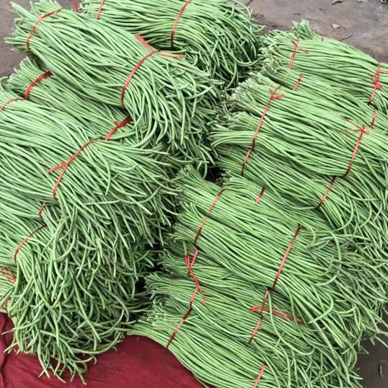 【青条豆角】广东徐闻豆角条形直质量保证价格实惠产地看货电联